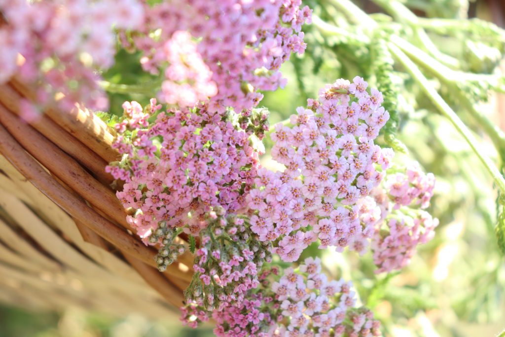 alchillea milefolium