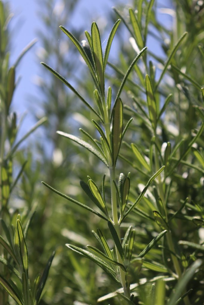Alecrim. Rosmarinus officinalis
